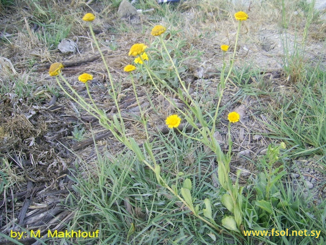 Chrysanthemum myconis L.